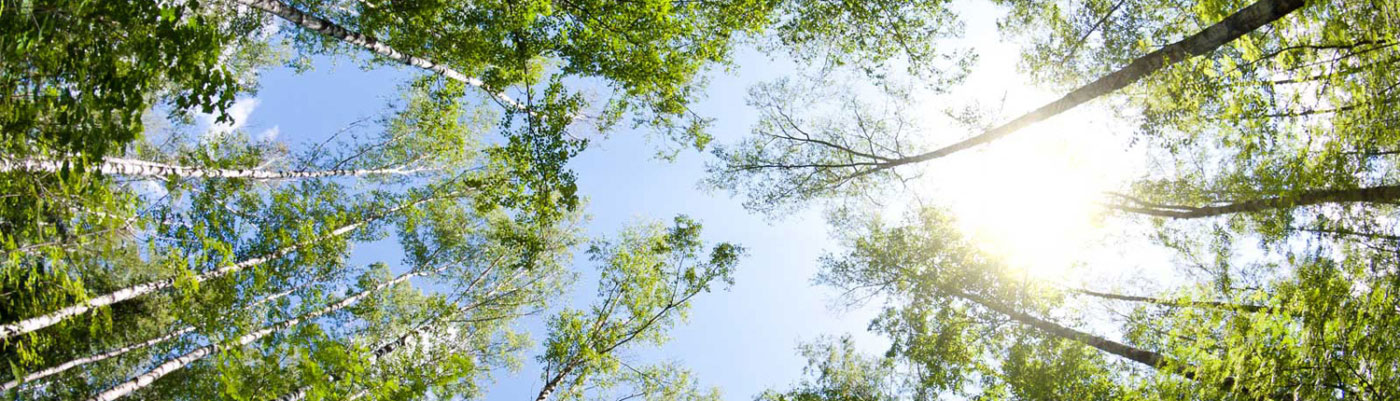 trees & blue sky